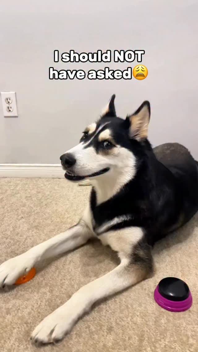 Post 7 by Maya The Husky on Instagram (video)
