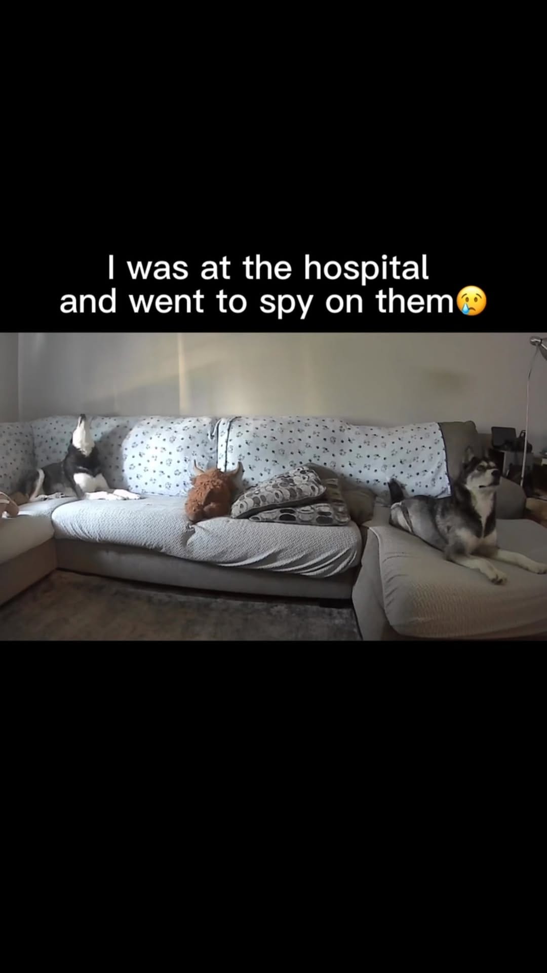 Post 1 by Maya The Husky on Instagram (video)