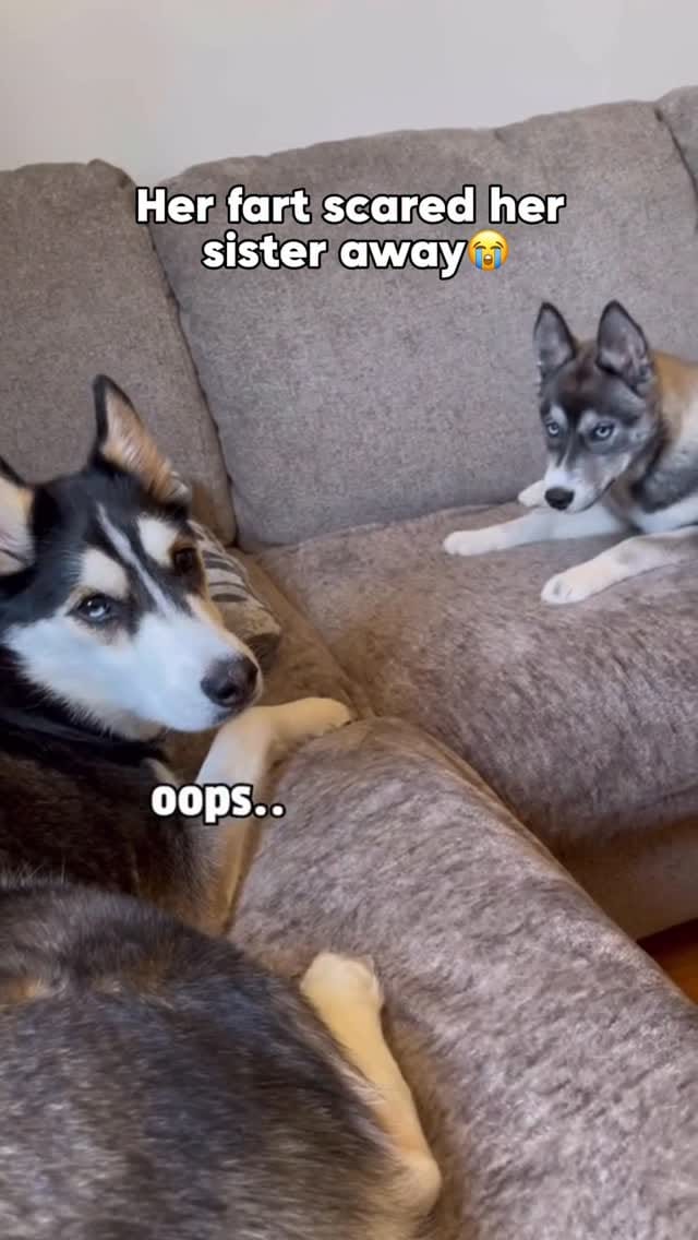 Post 9 by Maya The Husky on Instagram (video)