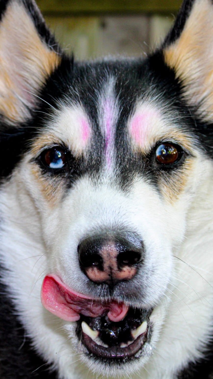 Post 2 by Maya The Husky on Instagram (video)