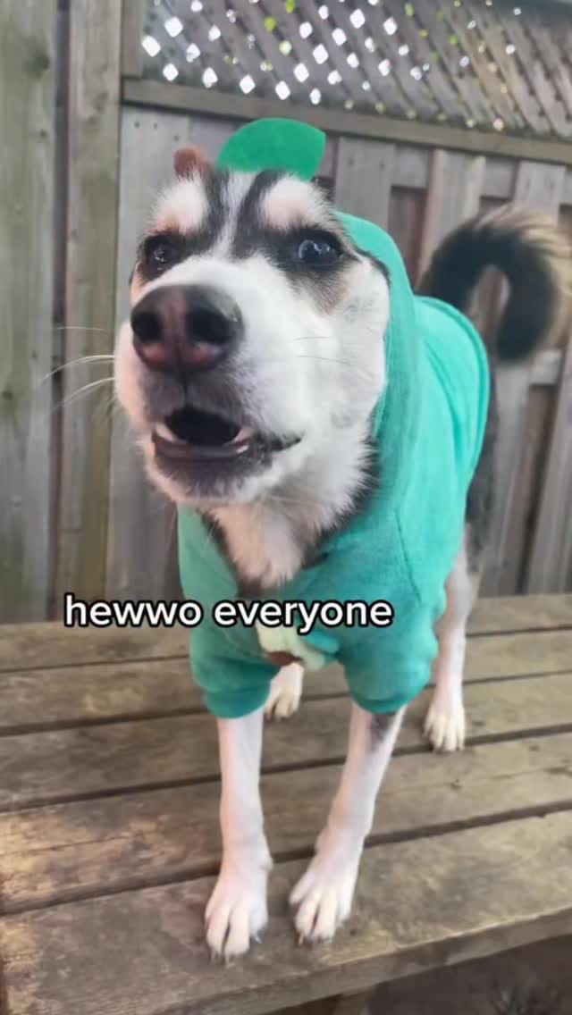 Post 5 by Maya The Husky on Instagram (video)