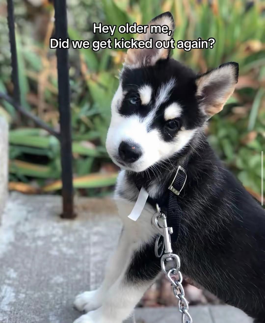 Post 6 by Maya The Husky on Instagram (carousel)