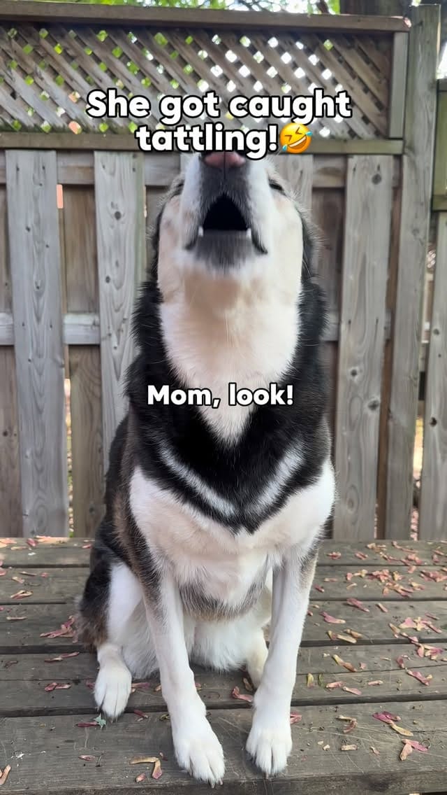 Post 4 by Maya The Husky on Instagram (video)