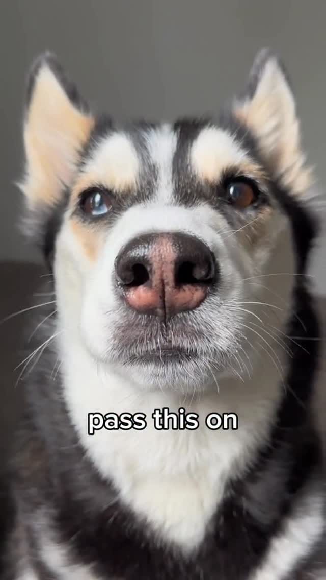 Post 10 by Maya The Husky on Instagram (video)