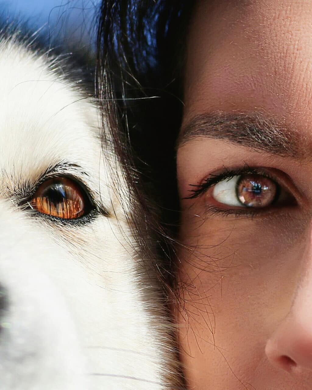 Post 10 by Dea e Grazia 💙|alaskan malamute on Instagram (image)