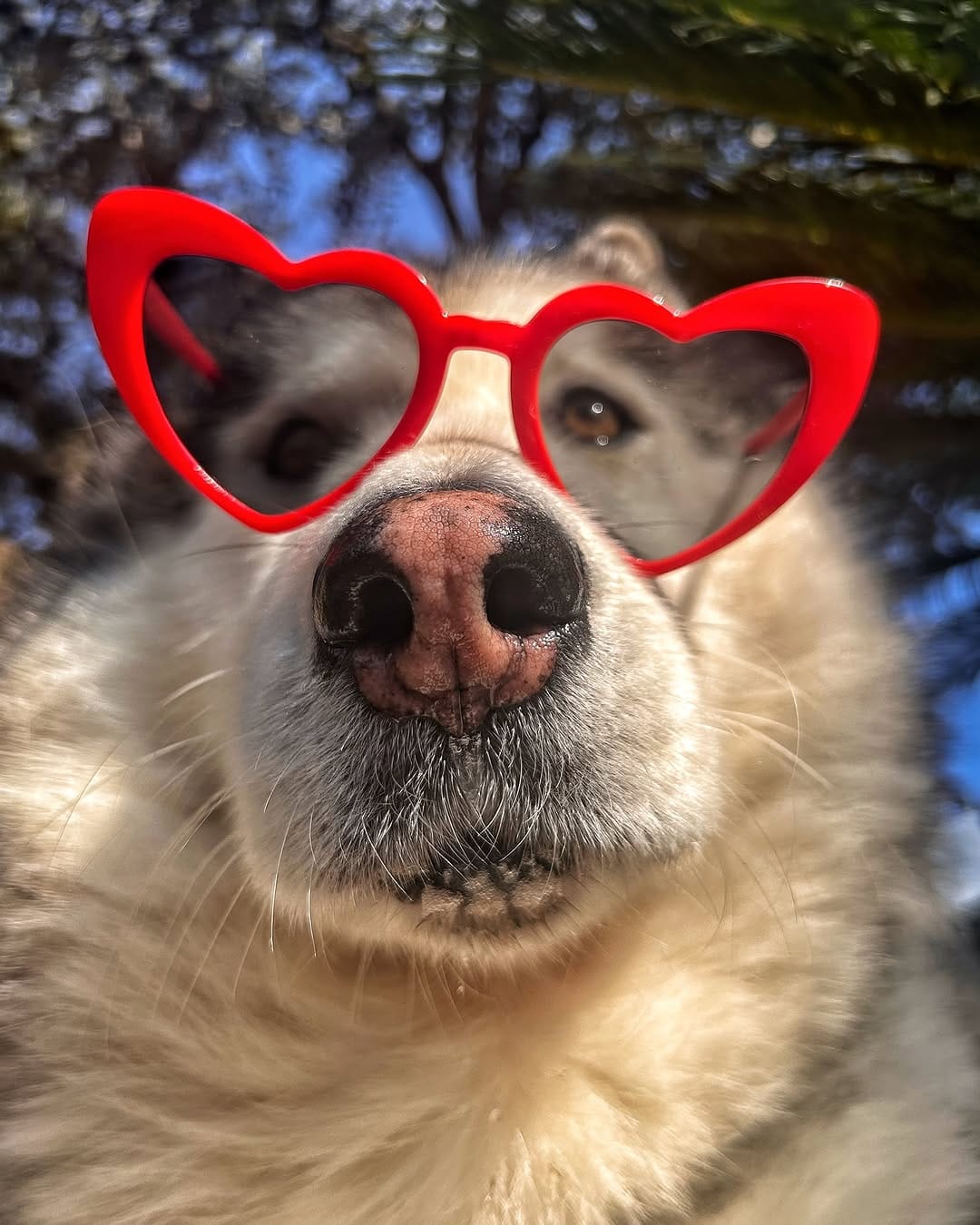 Post 1 by Dea e Grazia 💙|alaskan malamute on Instagram (carousel)