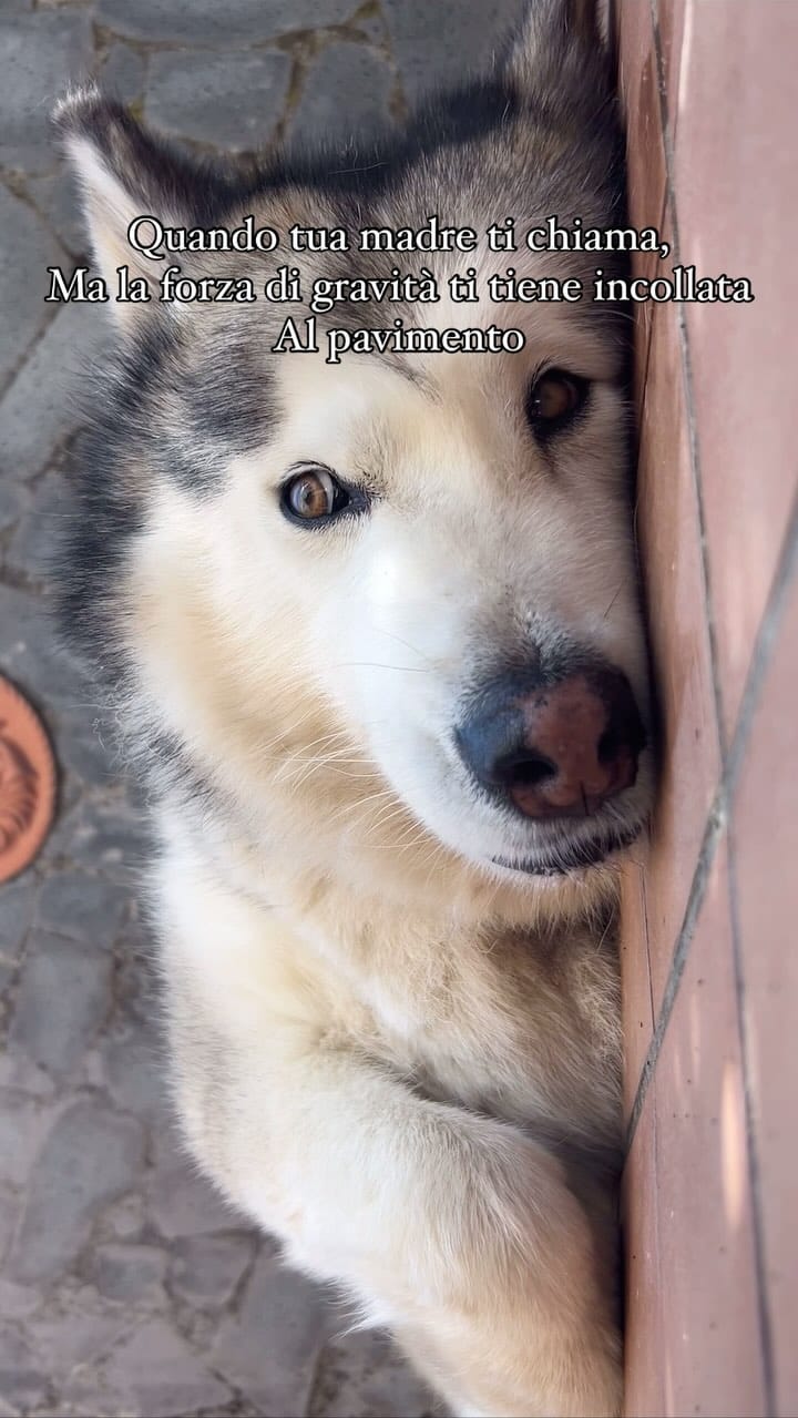 Post 7 by Dea e Grazia 💙|alaskan malamute on Instagram (video)