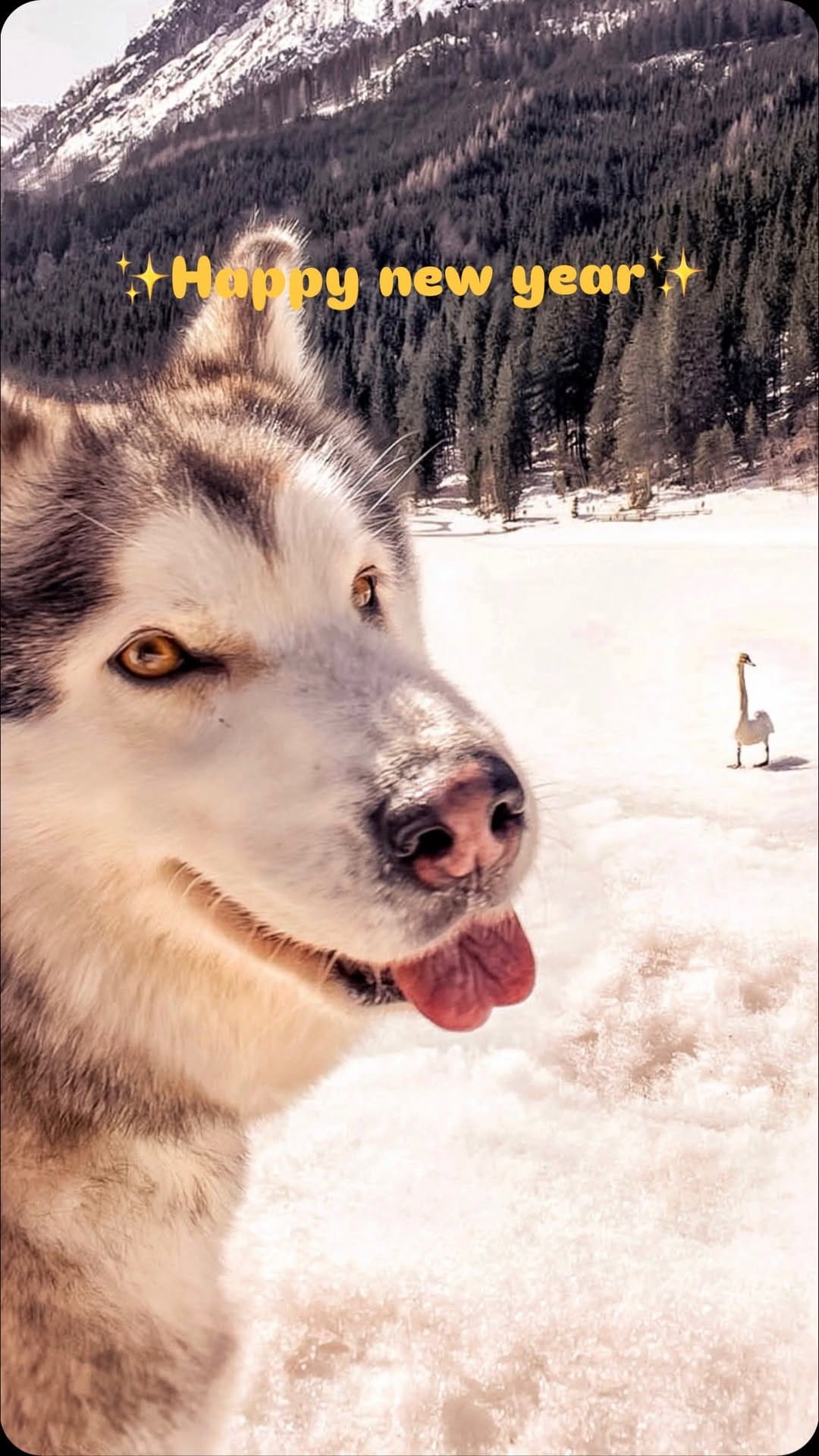 Post 2 by Dea e Grazia 💙|alaskan malamute on Instagram (video)