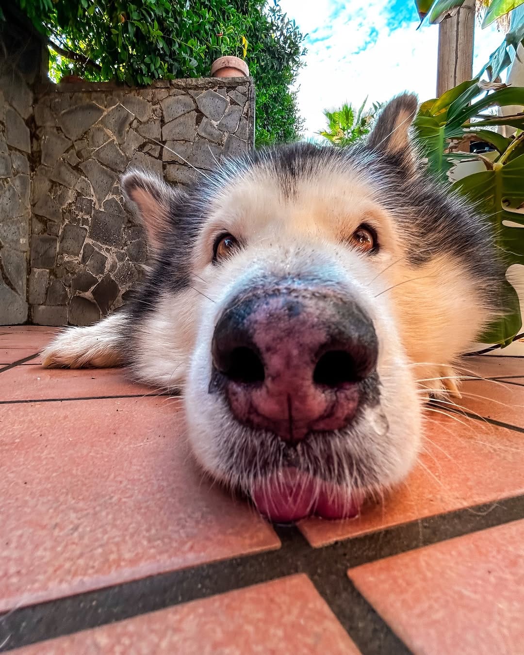 Post 6 by Dea e Grazia 💙|alaskan malamute on Instagram (carousel)