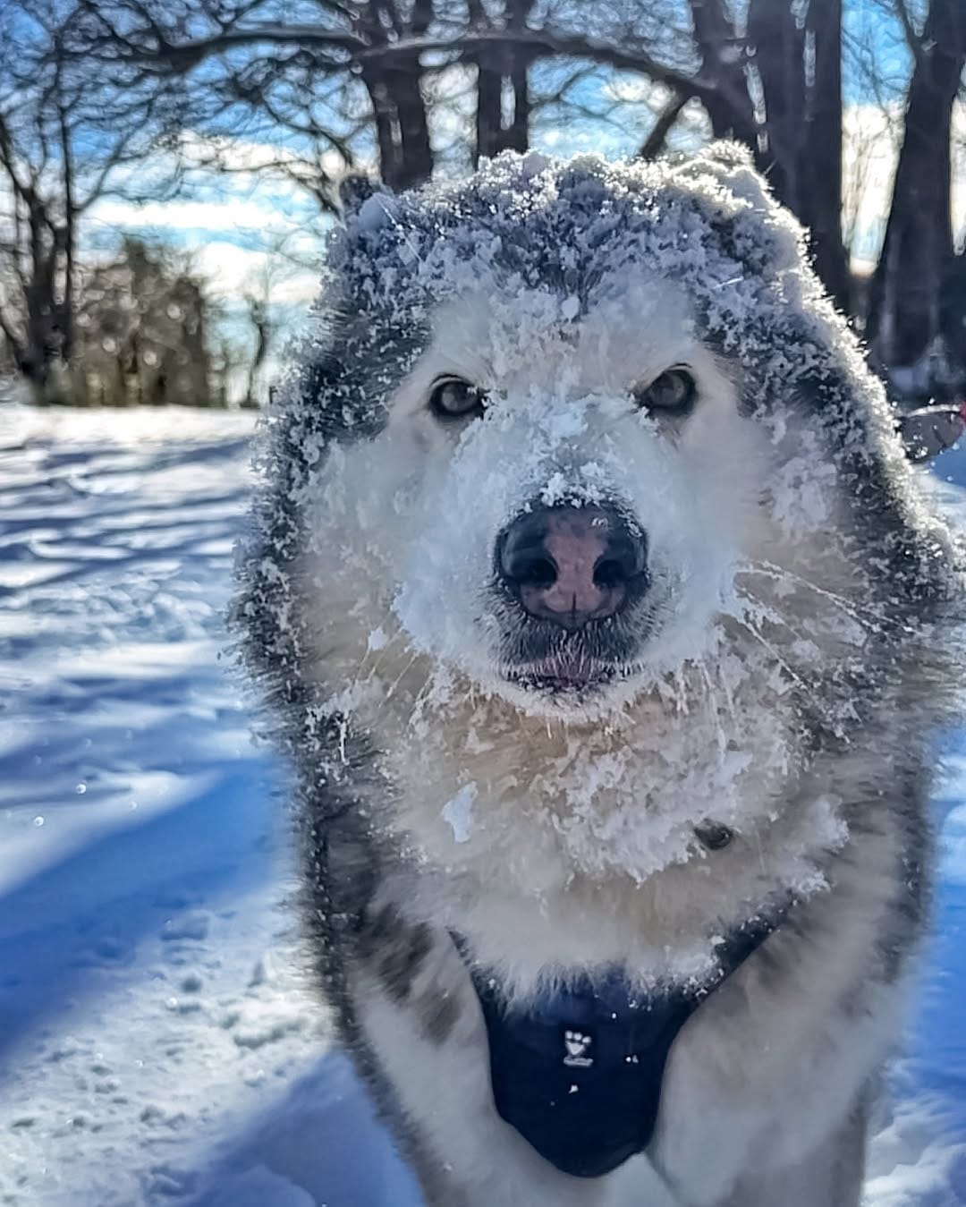 Post 3 by Dea e Grazia 💙|alaskan malamute on Instagram (image)