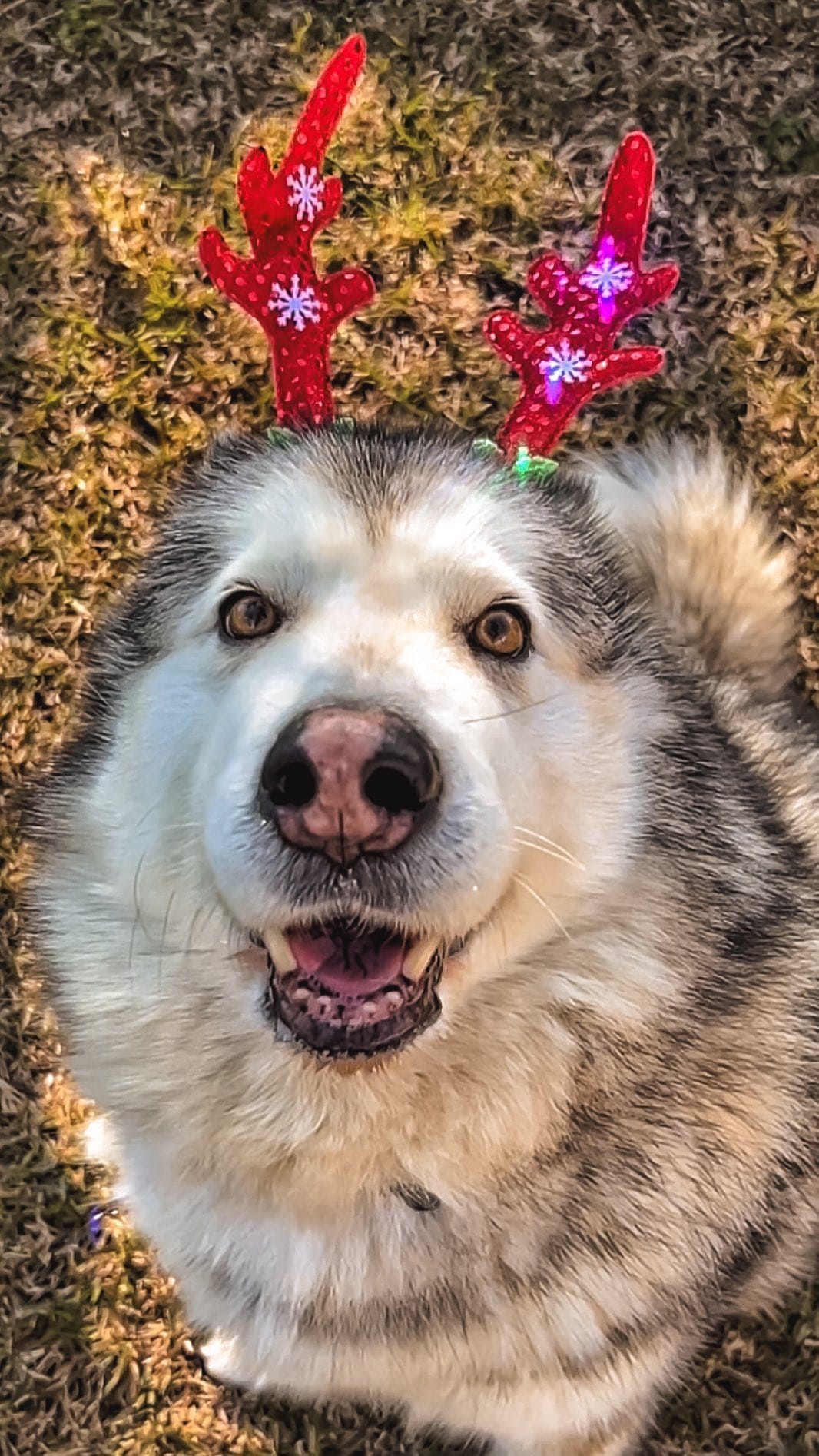 Post 4 by Dea e Grazia 💙|alaskan malamute on Instagram (video)