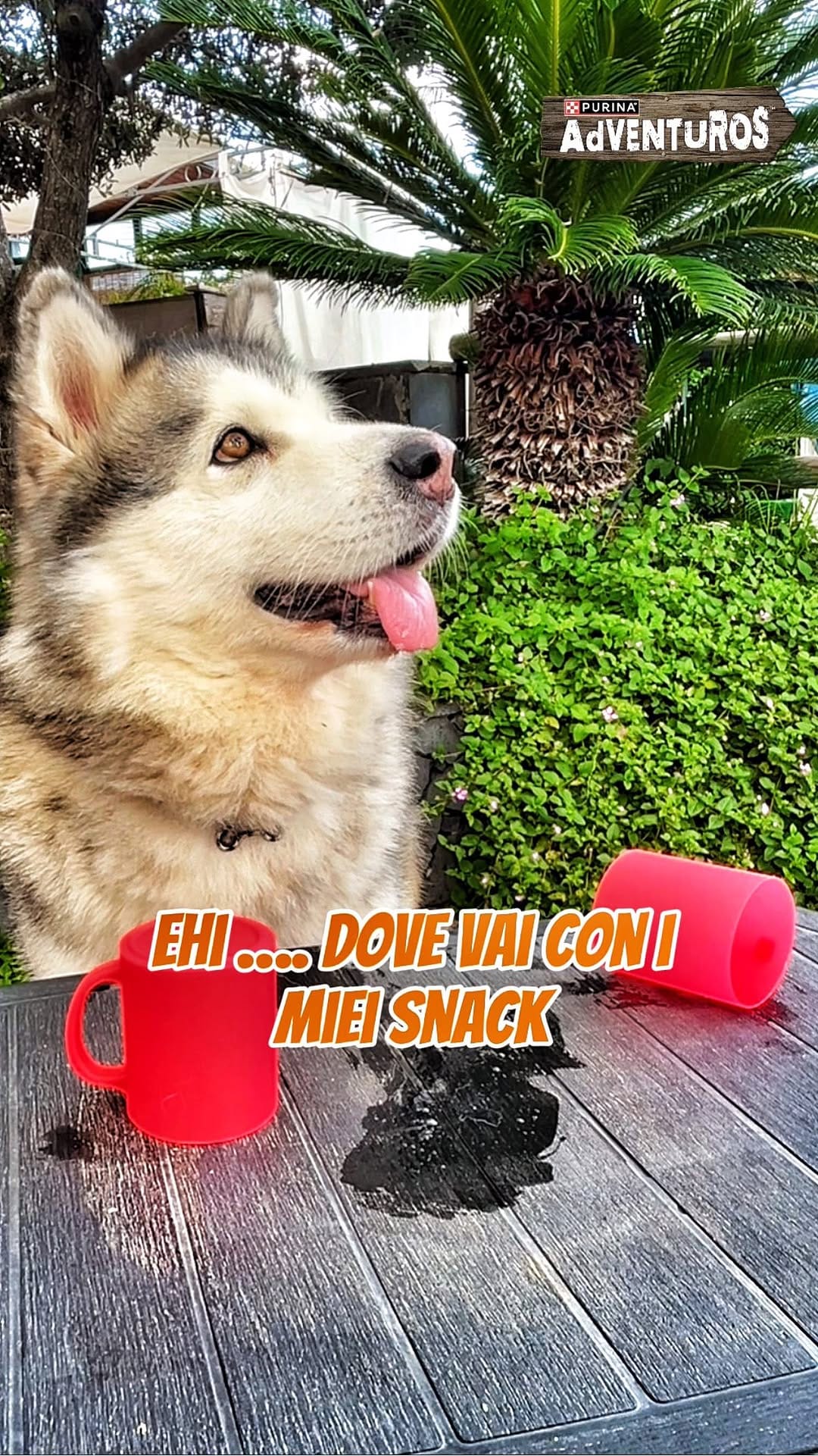 Post 5 by Dea e Grazia 💙|alaskan malamute on Instagram (video)