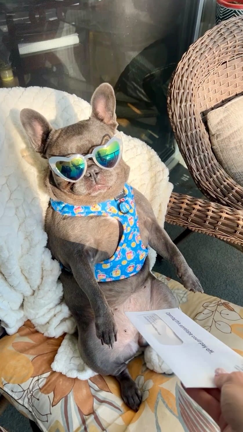 Post 5 by Dog Mom| Life with Frenchies in LA on Instagram (video)