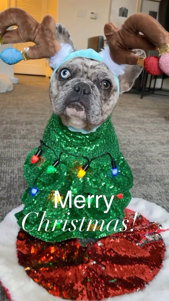 Post 8 by Dog Mom| Life with Frenchies in LA on Instagram (video)