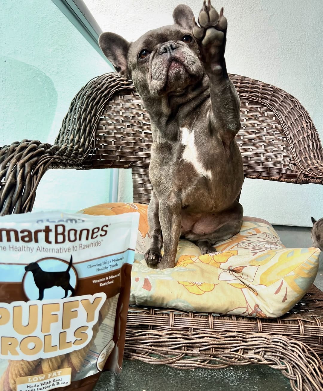Post 4 by Dog Mom| Life with Frenchies in LA on Instagram (image)