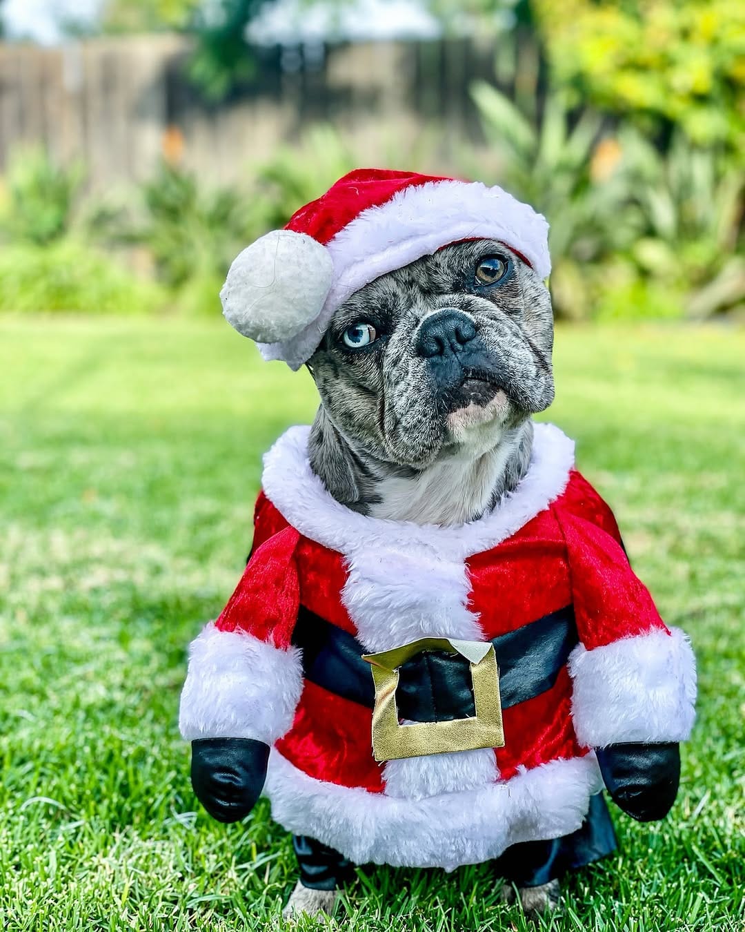 Post 3 by Dog Mom| Life with Frenchies in LA on Instagram (image)