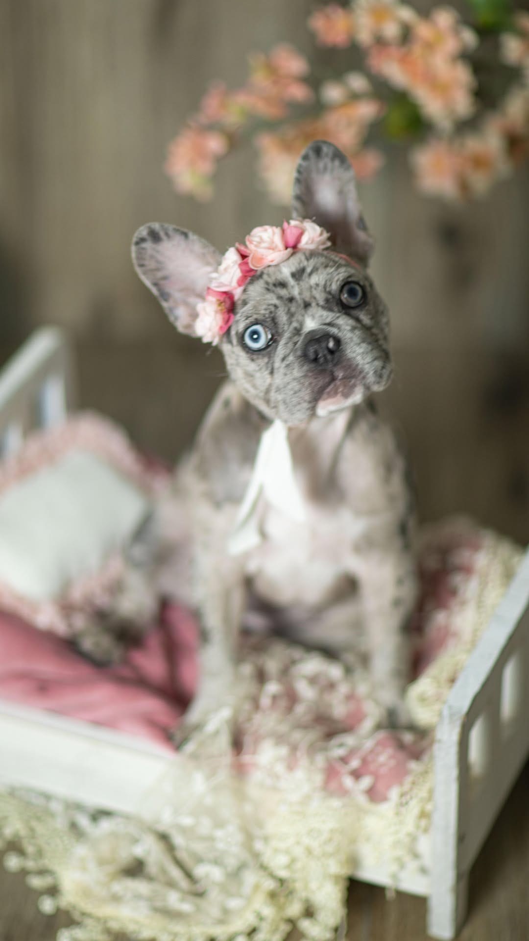 Post 7 by Dog Mom| Life with Frenchies in LA on Instagram (video)
