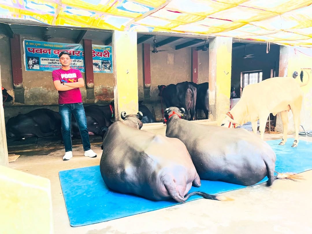 Post 8 by Pawan Kumar Dairy Farm on Instagram (image)
