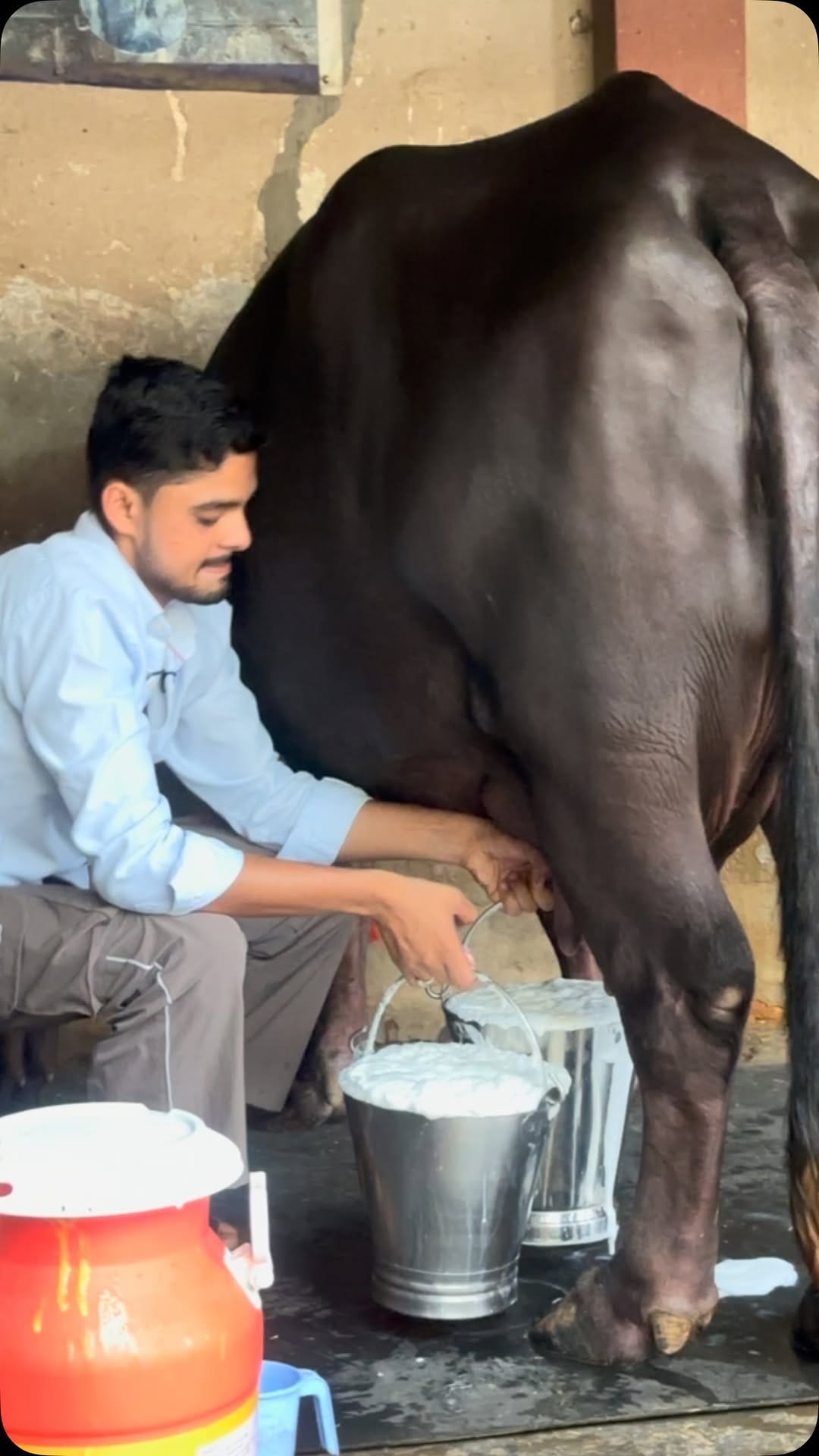 Post 3 by Pawan Kumar Dairy Farm on Instagram (video)