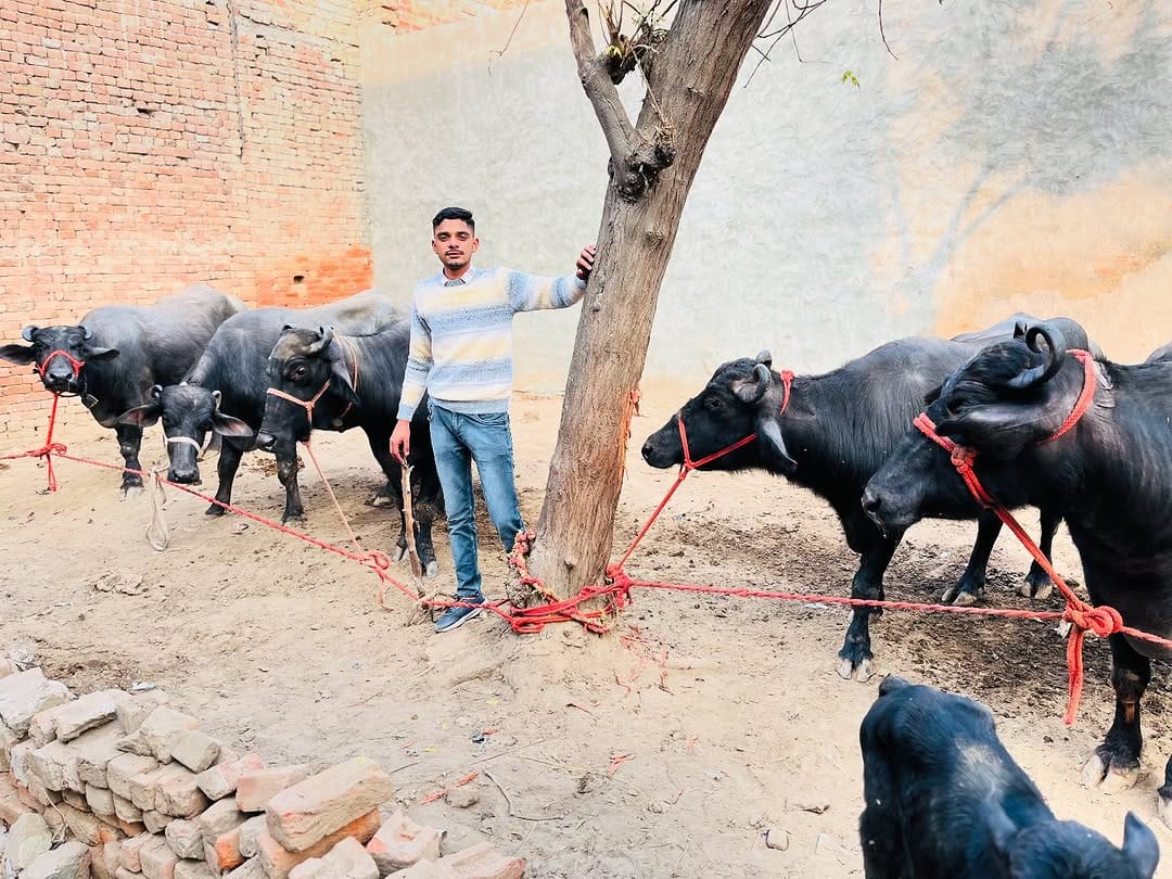 Post 9 by Pawan Kumar Dairy Farm on Instagram (image)