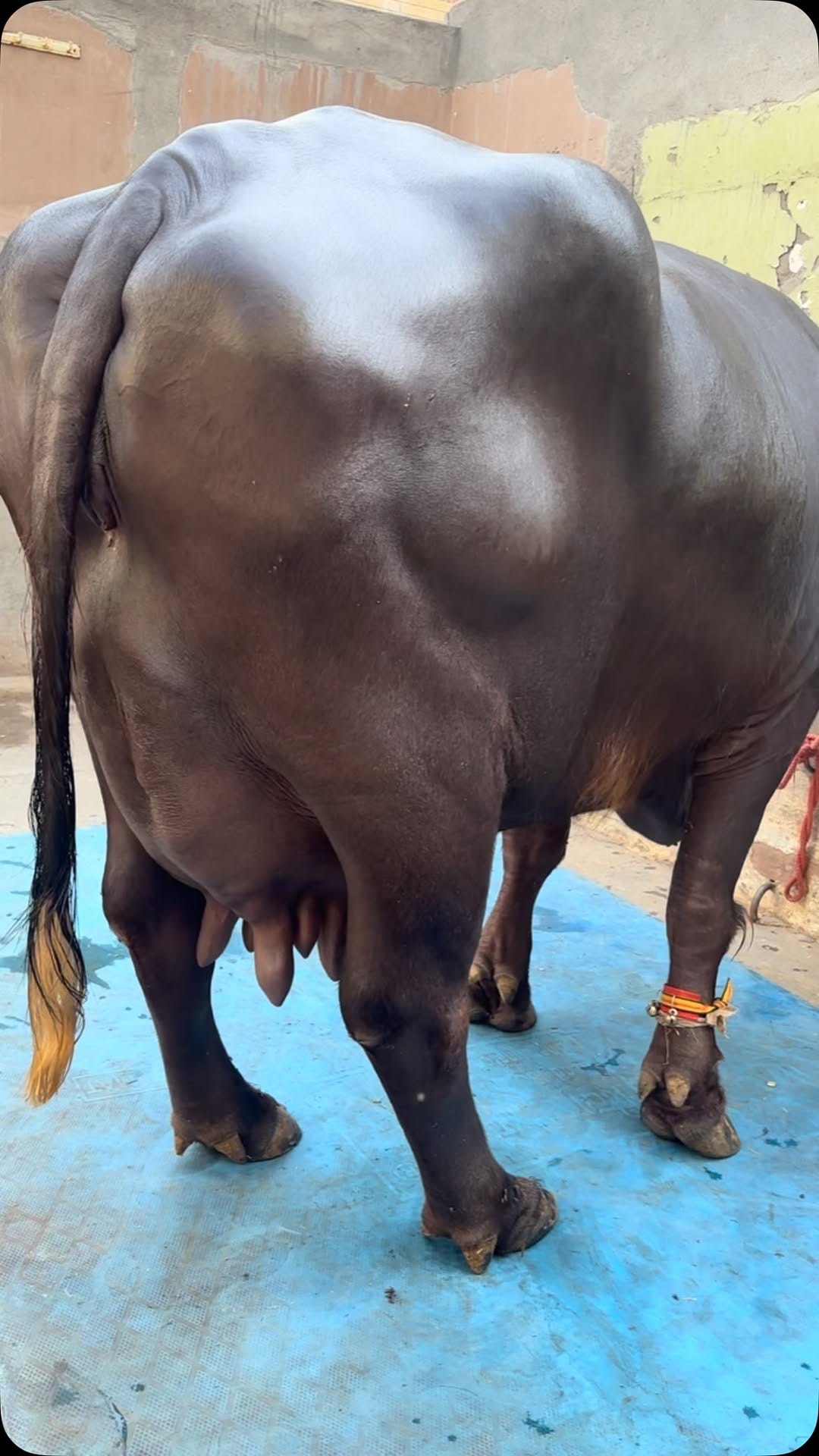 Post 4 by Pawan Kumar Dairy Farm on Instagram (video)