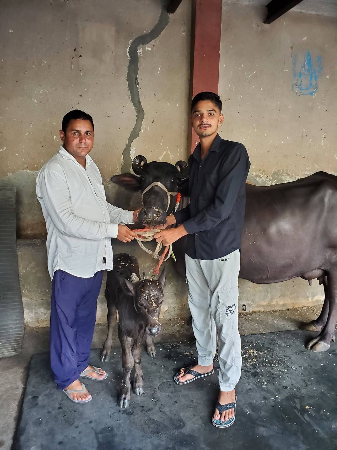 Post 10 by Pawan Kumar Dairy Farm on Instagram (video)