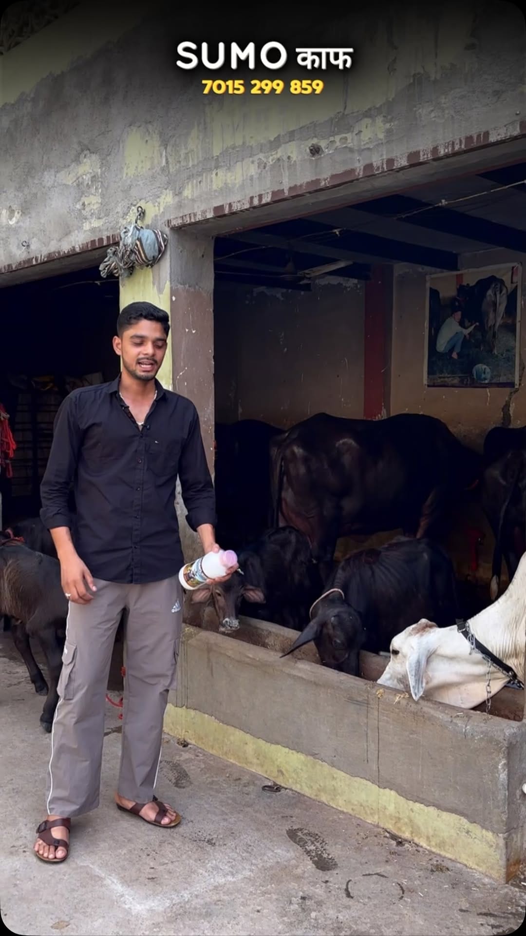 Post 5 by Pawan Kumar Dairy Farm on Instagram (video)