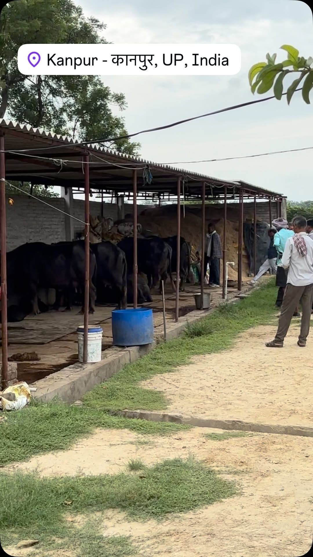 Post 2 by Pawan Kumar Dairy Farm on Instagram (video)
