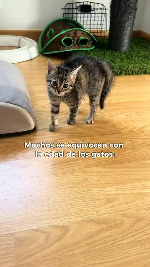 Post 9 by Karen Sarmiento Gongora on Instagram (video)