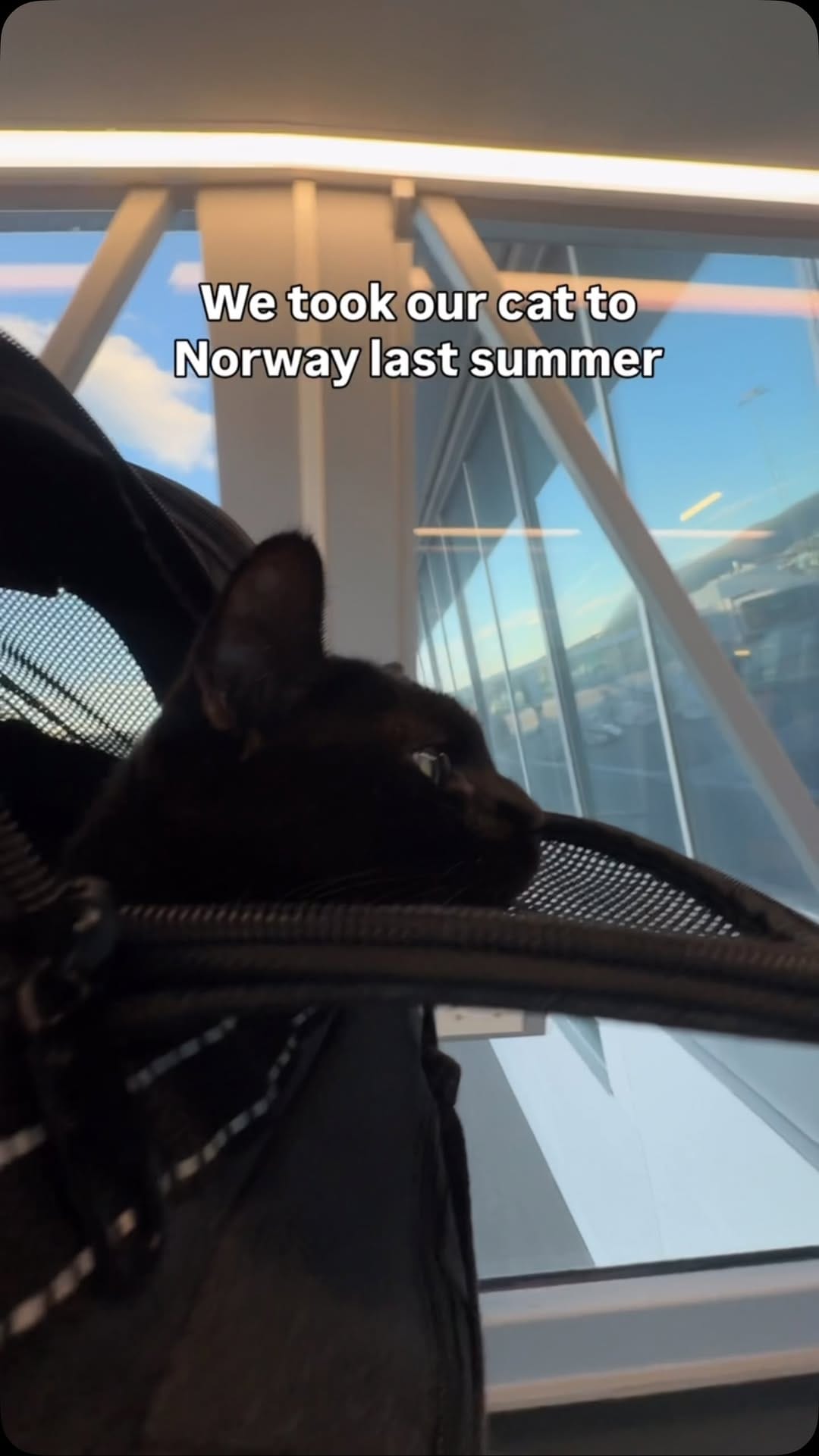Post 5 by Luna | The black adventure cat on Instagram (video)