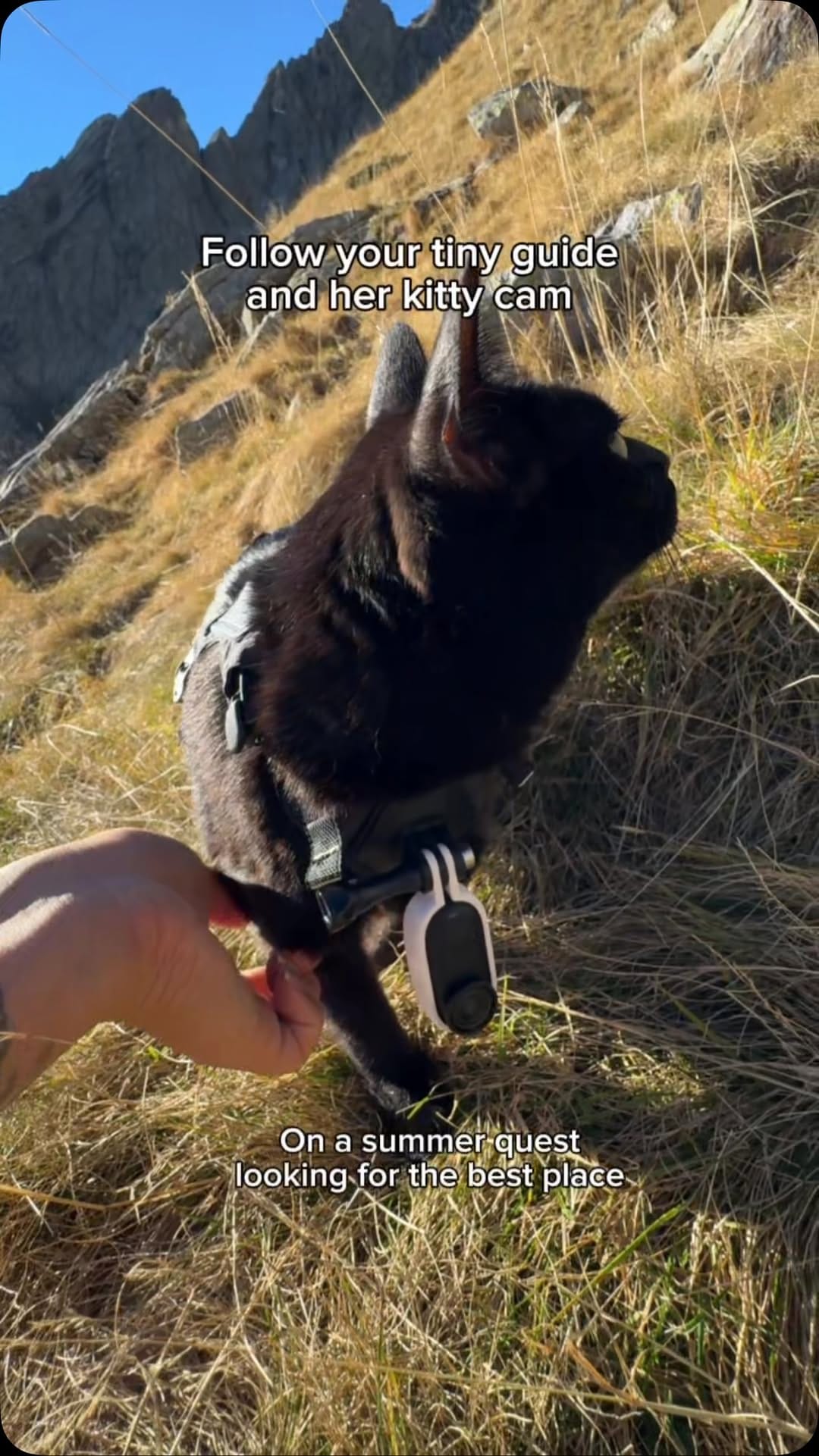 Post 3 by Luna | The black adventure cat on Instagram (video)