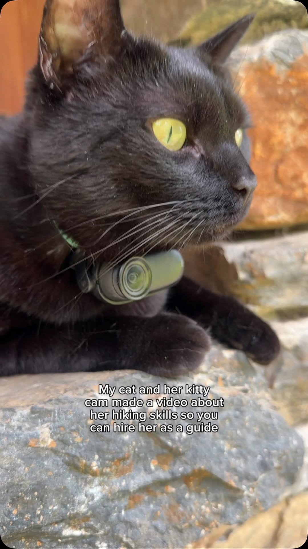 Post 7 by Luna | The black adventure cat on Instagram (video)