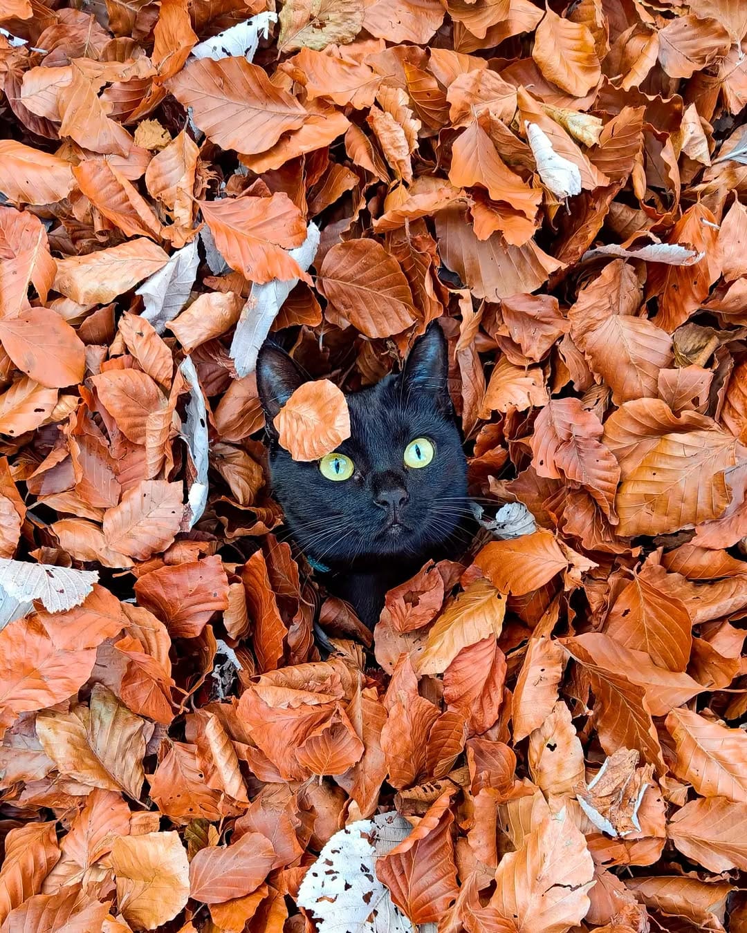 Post 9 by Luna | The black adventure cat on Instagram (carousel)