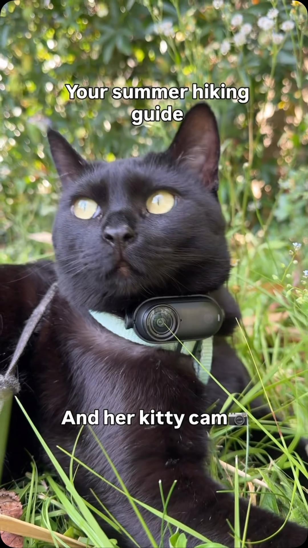 Post 6 by Luna | The black adventure cat on Instagram (video)