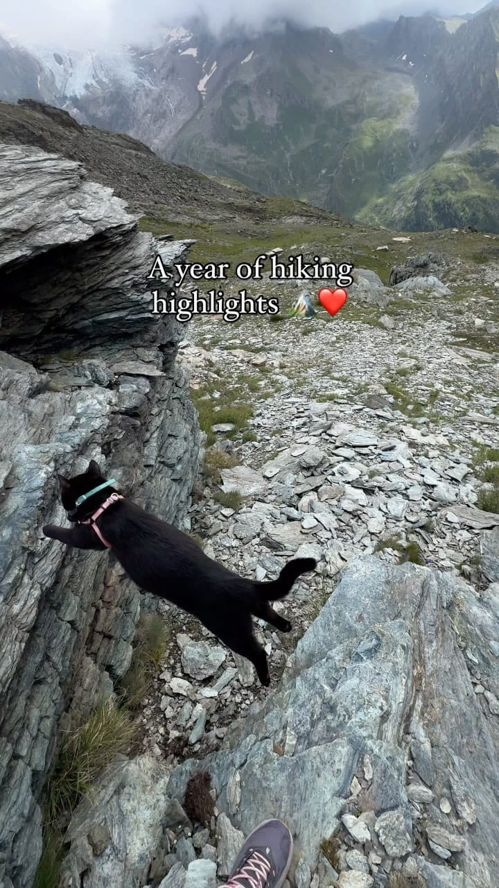 Post 10 by Luna | The black adventure cat on Instagram (video)