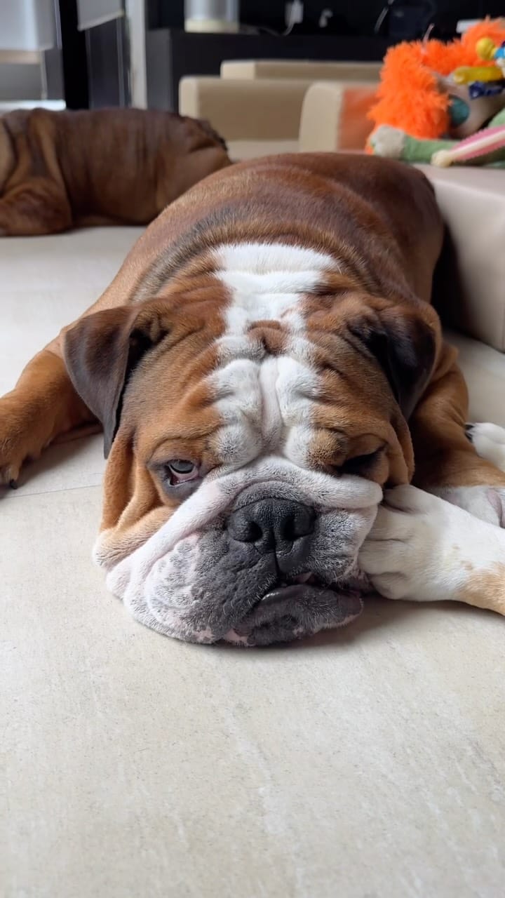 Post 6 by Fatty Goofy DannyBoy Logan on Instagram (video)