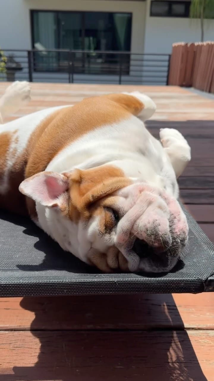 Post 7 by Fatty Goofy DannyBoy Logan on Instagram (video)