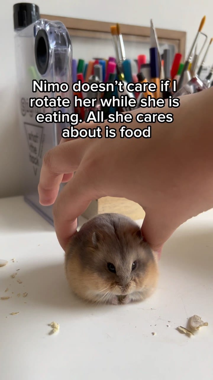 Post 10 by Campbell hamster Nimo & Tsubu on Instagram (video)