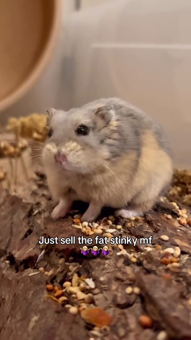 Post 2 by Campbell hamster Nimo & Tsubu on Instagram (video)