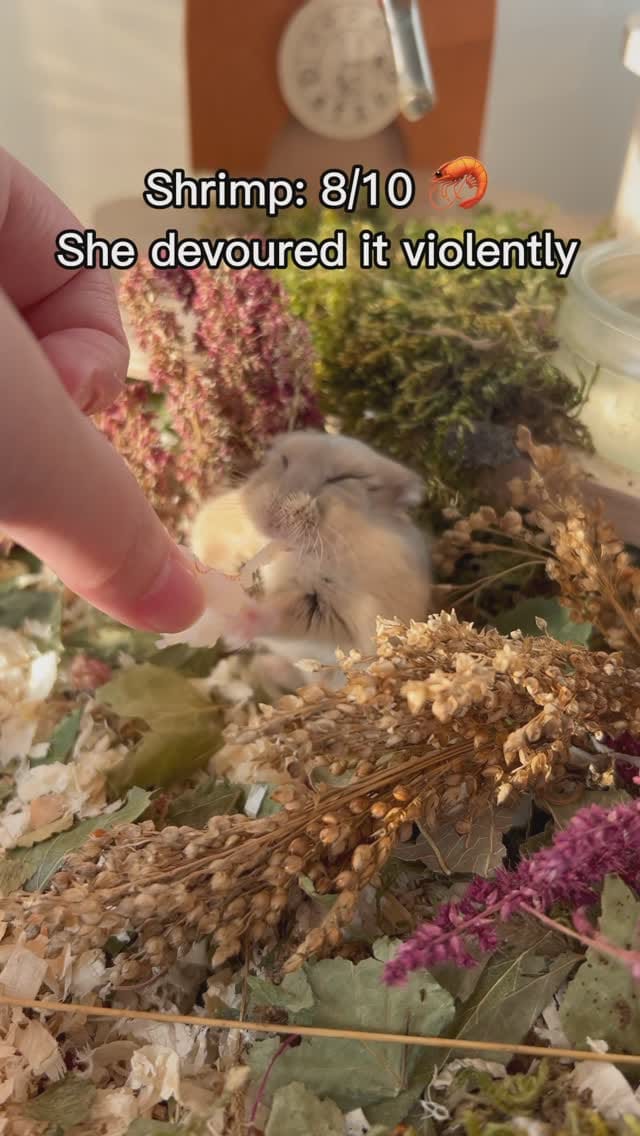 Post 8 by Campbell hamster Nimo & Tsubu on Instagram (video)