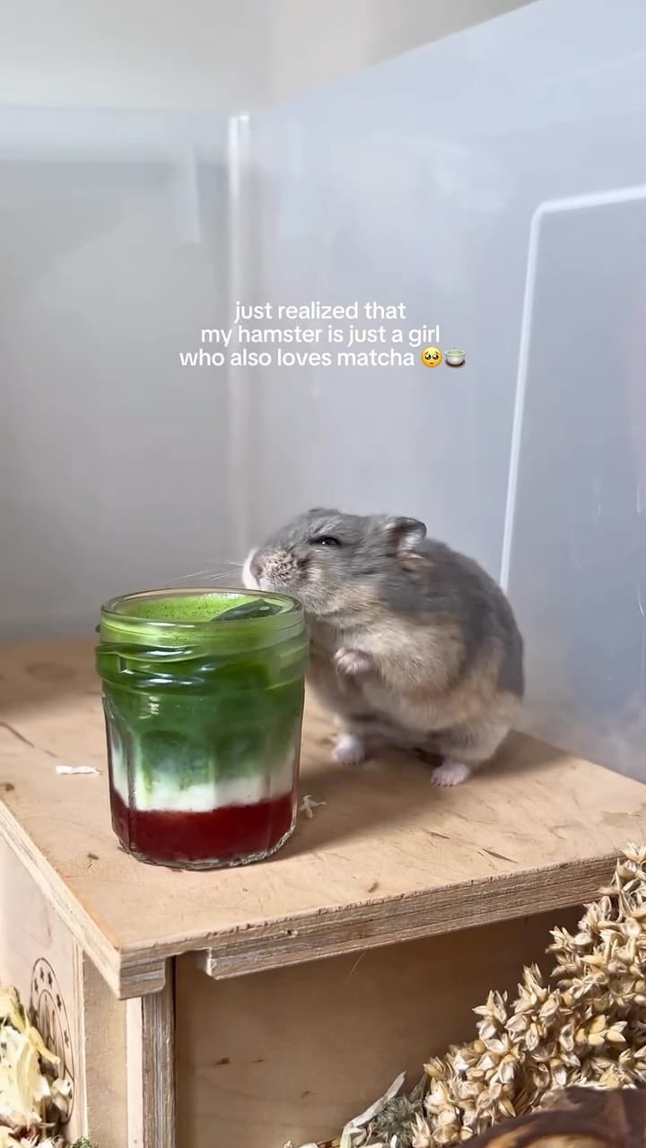 Post 1 by Campbell hamster Nimo & Tsubu on Instagram (video)