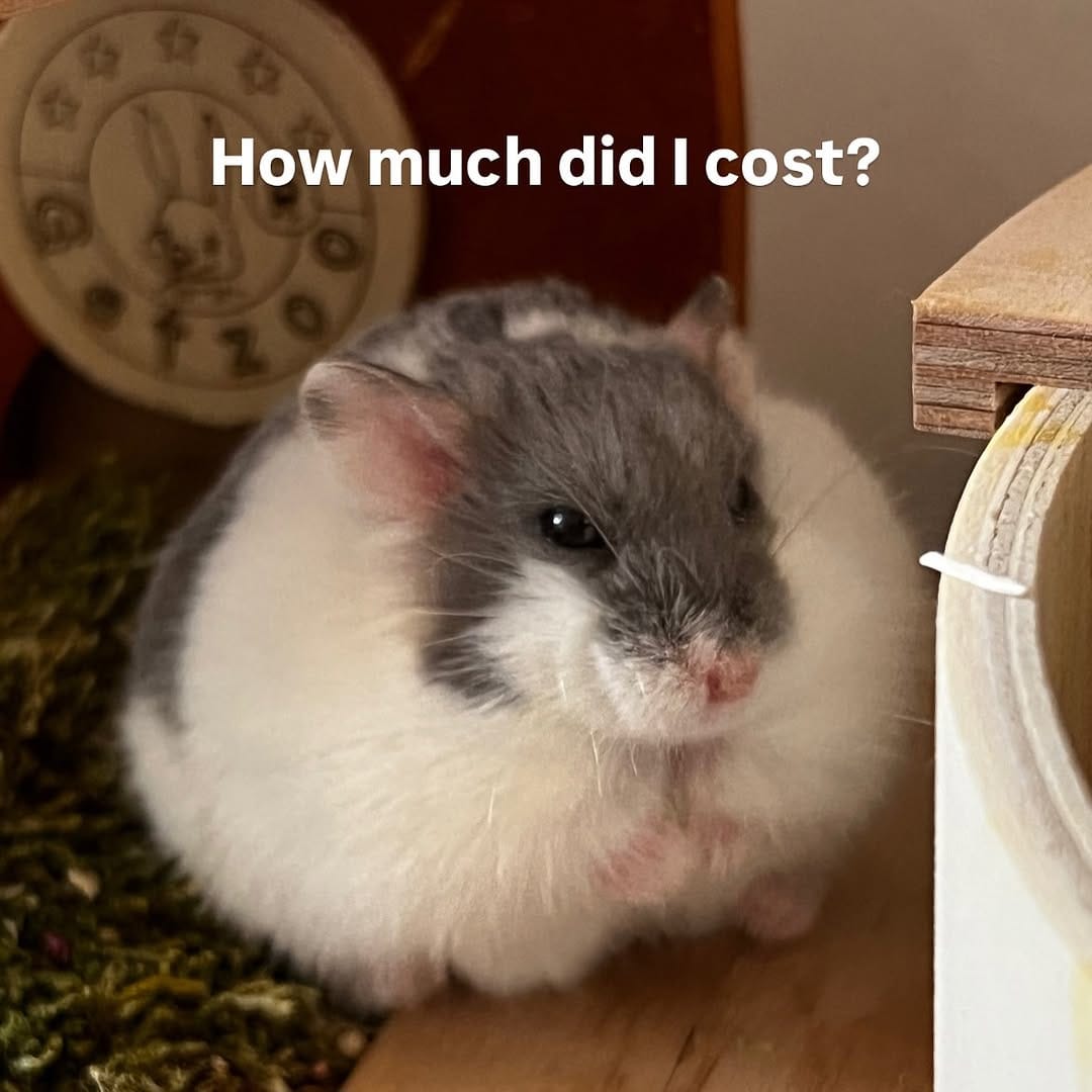 Post 6 by Campbell hamster Nimo & Tsubu on Instagram (carousel)