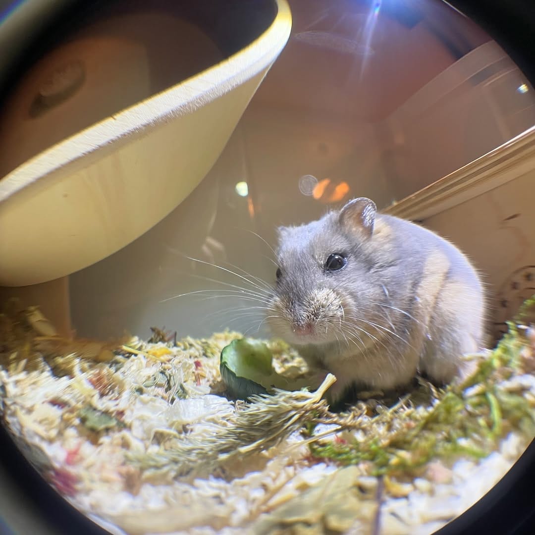Post 7 by Campbell hamster Nimo & Tsubu on Instagram (carousel)