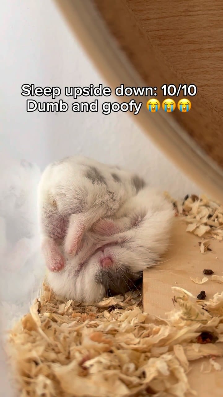 Post 9 by Campbell hamster Nimo & Tsubu on Instagram (video)