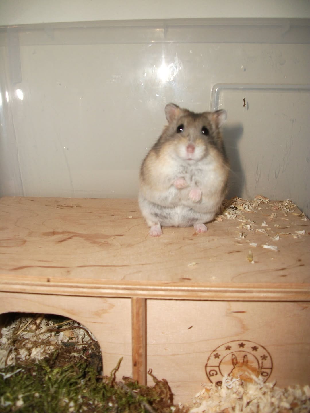 Post 3 by Campbell hamster Nimo & Tsubu on Instagram (carousel)