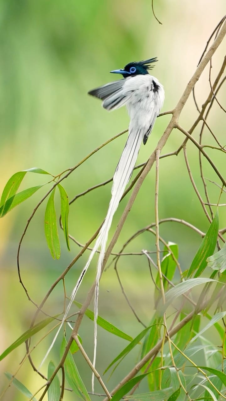 Post 3 by Sangita Chowdhury on Instagram (video)