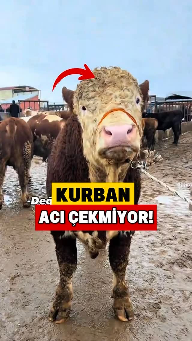 Post 6 by Fizyonomist Canan KOÇ on Instagram (video)