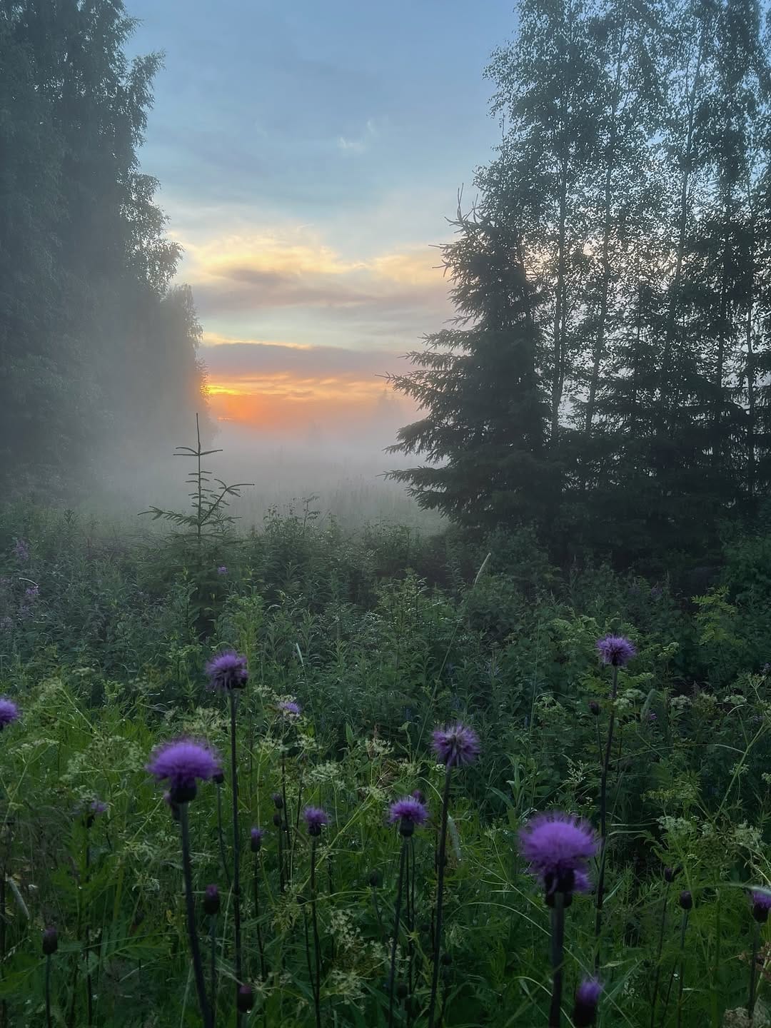 Post 7 by Pauliina Sillanpää | Nature Photographer on Instagram (carousel)