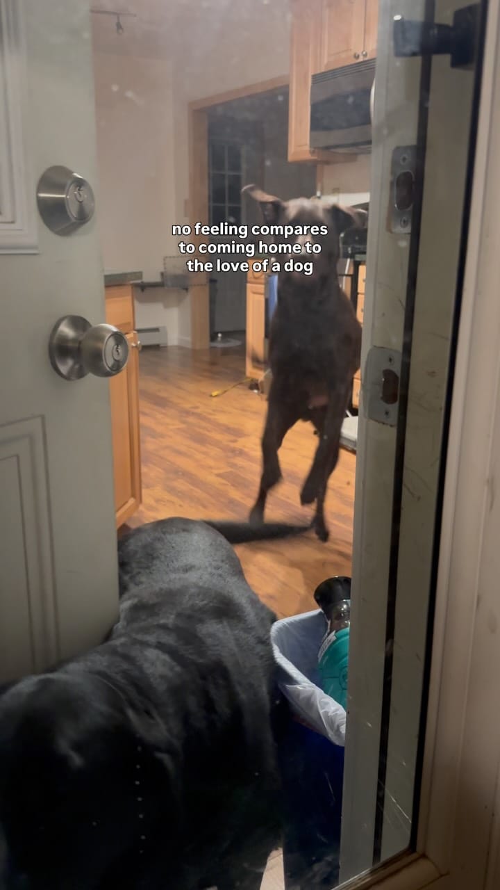 Post 8 by Maria the Black Lab on Instagram (video)