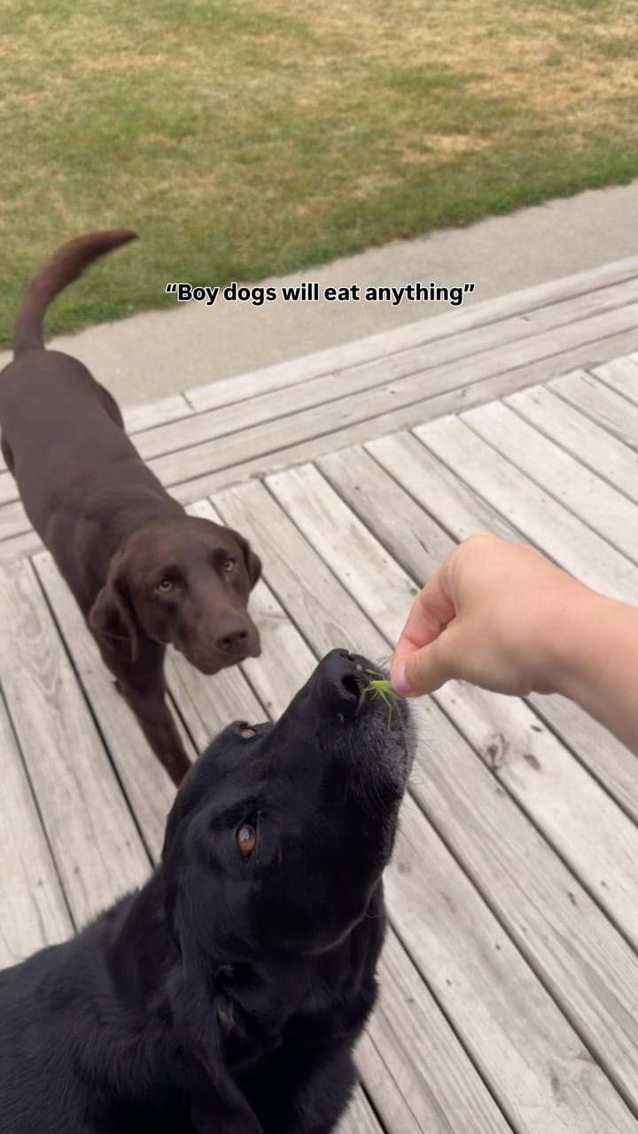 Post 1 by Maria the Black Lab on Instagram (video)